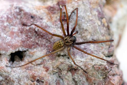 Réf. 238 844 : Eratigena sp.